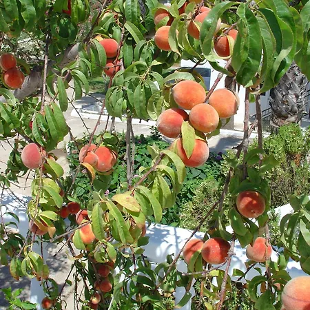 Szálloda Cosmopolitan Kosz