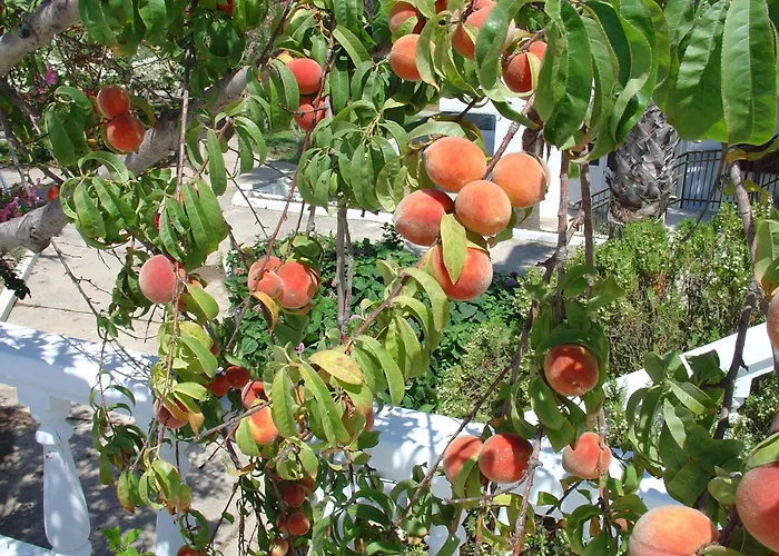 Hotel Cosmopolitan Miasto Kos